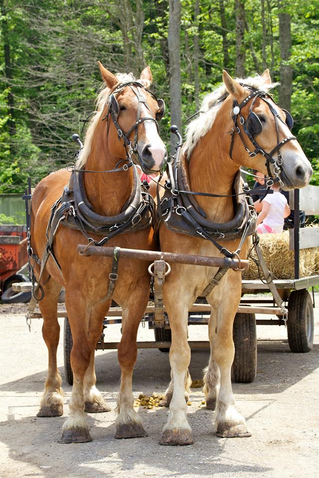 Warner Ranch & Pumpkin Farm | 7705 Schisler Rd, Welland, ON L3B 5N4, Canada | Phone: (905) 384-2684