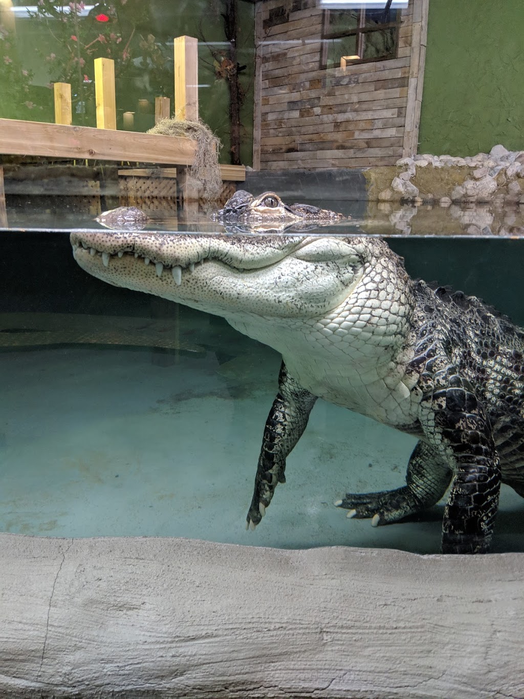 Reptilia Whitby | 1400 Victoria St E, Whitby, ON L1N 0M2, Canada | Phone: (905) 493-9537