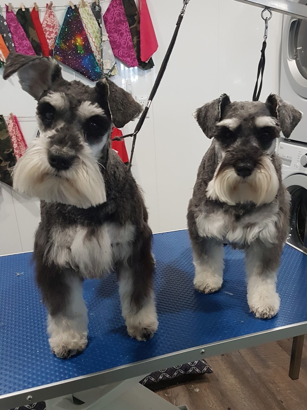 The Rural Pet sPAW | 400 W Front St. Bldg #10, Stirling, ON K0K 3E0, Canada | Phone: (343) 261-4388