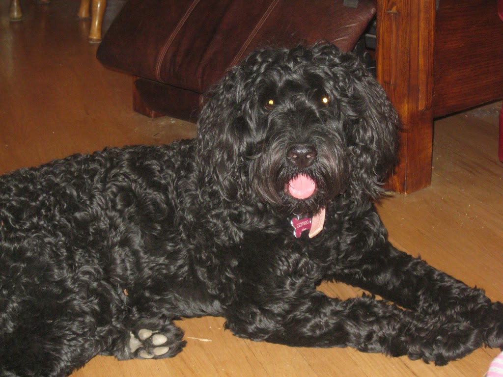 Dogs in Harmony Training & Education | 58 Crampton Dr, Carleton Place, ON K7C 4P7, Canada | Phone: (613) 851-7129