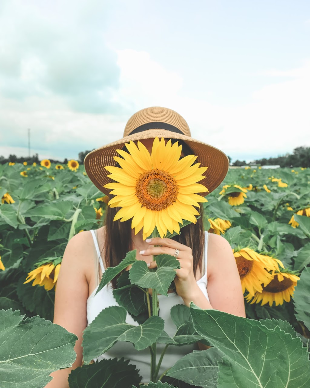 Bogle Seeds | 572 Safari Rd, Millgrove, ON L8B 1S7, Canada | Phone: (905) 689-4073