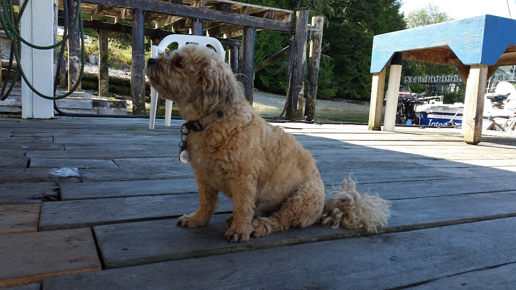 Harbourside Lodge | Beale Cape, Bamfield, BC V0R 1B0, Canada | Phone: (250) 728-3330