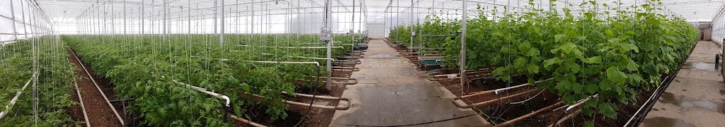 Schurman Family Farm & Atlantic Grown Organics | 713 Route 104, Kensington, PE C0B 1M0, Canada | Phone: (902) 836-3929
