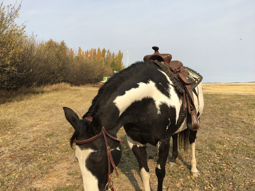 Reigning Paints Riding Arena | Sutton No. 103, SK S0H 2Y0, Canada | Phone: (306) 642-4062