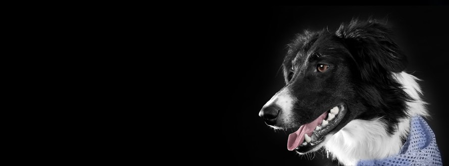Capable Canines Dog Training | 457102 Concession 3A Rd, Chatsworth, ON N0H 1G0, Canada | Phone: (519) 794-3175