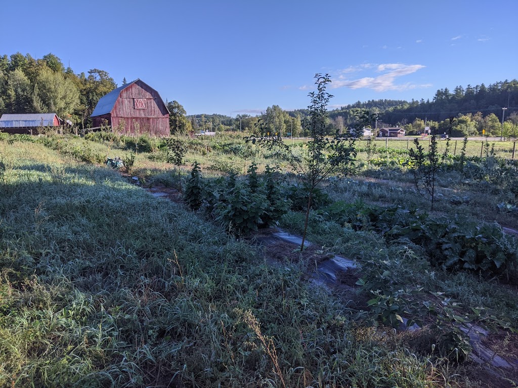 Ferme Leau du ruisseau | 291 Rte 105, Low, QC J0X 2C0, Canada | Phone: (613) 612-9348