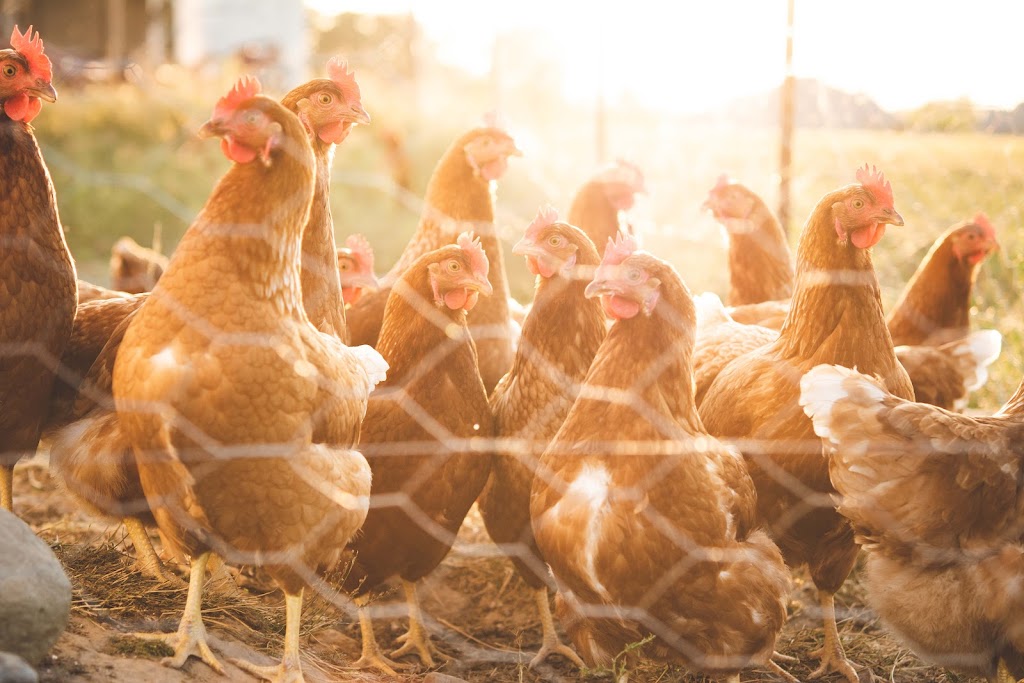 Proof Line Farm | 14247 Ilderton Rd, Ilderton, ON N0M 2A0, Canada | Phone: (519) 666-1838