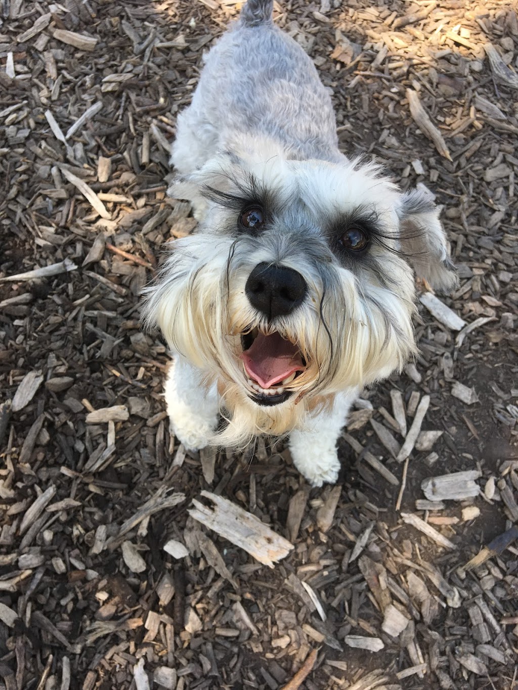 Lakeside Dog Park | Mississauga, ON L6L 1G8, Canada