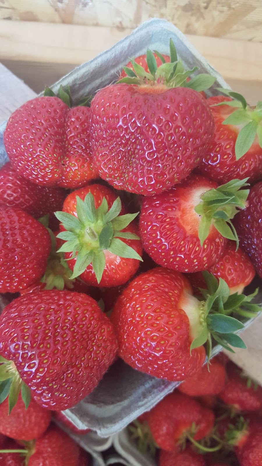 Shore Breeze Farm | 7533 PE-19, Bonshaw, PE C0A 1C0, Canada | Phone: (902) 393-2033