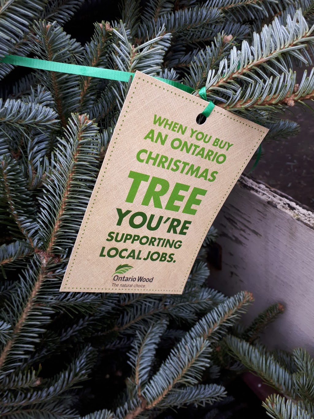 Vanderklooster Christmas Trees | 424847 Substation Rd, Burgessville, ON N0J 1C0, Canada | Phone: (519) 535-0215