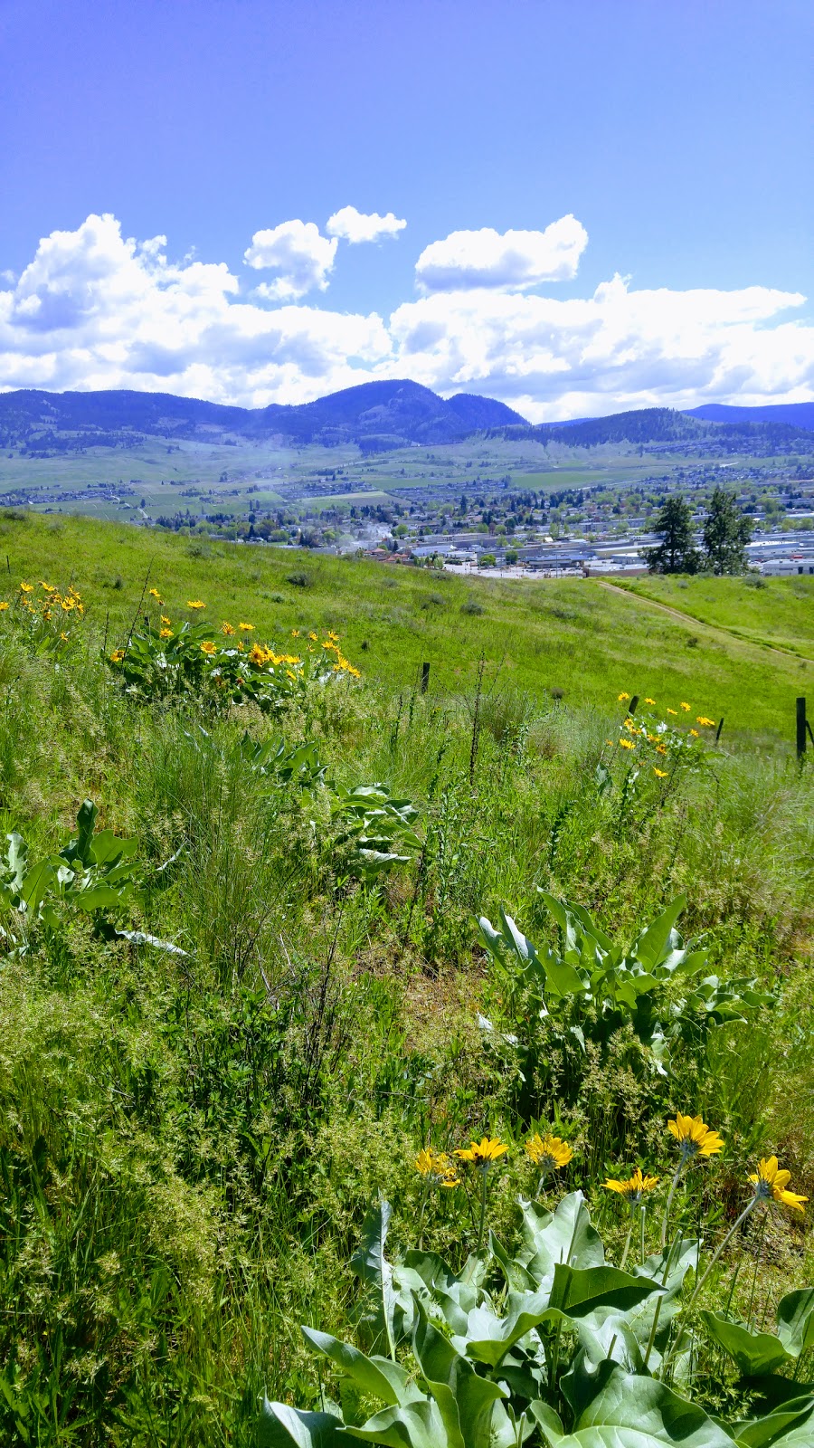 Cassiar Park | 669 Cassiar Crescent, Kelowna, BC V1V 1M9, Canada