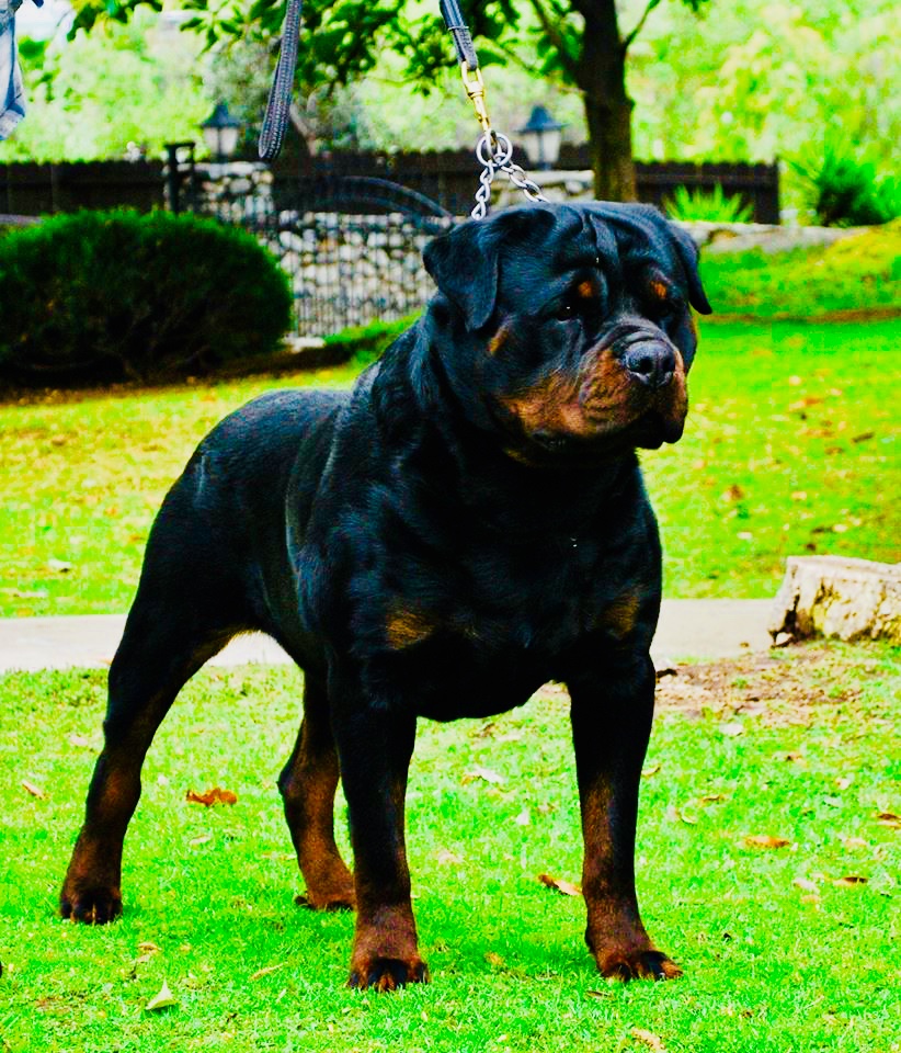 Rotherwood Kennel Rottweiler | Erie Ave S RR 2, Fisherville, ON N0A 1G0, Canada | Phone: (905) 779-0769
