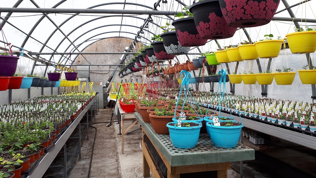 Binette Inc. greenhouses. | 2568 Boulevard Mercure, Saint-Nicéphore, QC J2A 1H2, Canada | Phone: (819) 478-7195