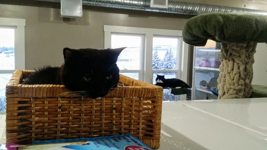 CatNaps Boarding Exclusively for Cats | 338072 40 St W, DeWinton, AB T0L 0X0, Canada | Phone: (403) 982-2287