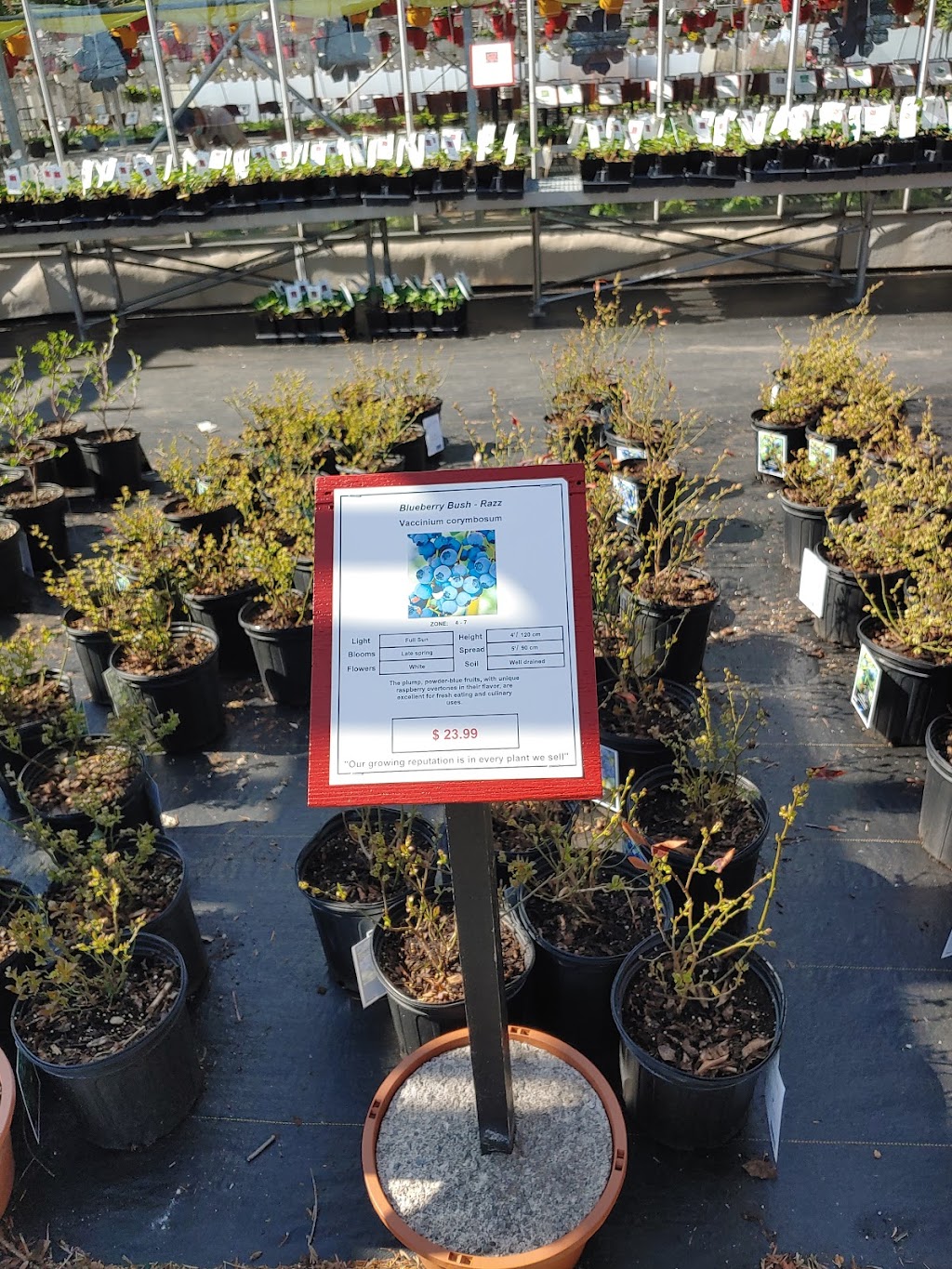 Sunrise Greenhouses Ltd | 3324 Second Ave, Vineland Station, ON L0R 2E0, Canada | Phone: (905) 562-3411