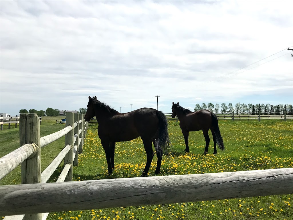 Mane Attraction Stables | 32277, Range Rd 13, Olds, AB T4H 1T8, Canada | Phone: (403) 990-0786