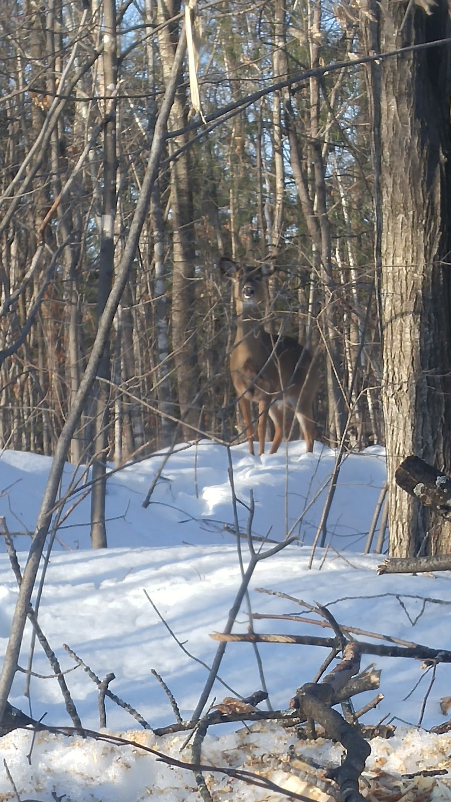 Parc Louis-Taché | 171 Chemin Lebaudy, Gatineau, QC J8V 2C5, Canada | Phone: (866) 299-2002
