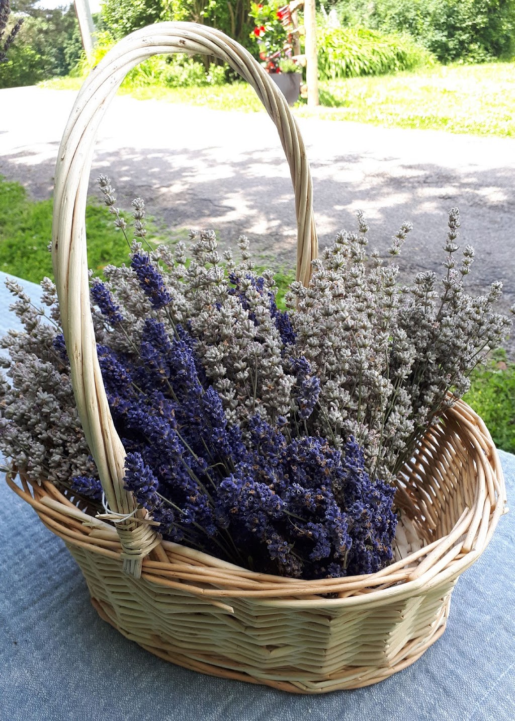 Kelso Lavender | 8649 Appleby Line, Campbellville, ON L0P 1B0, Canada | Phone: (647) 473-4007