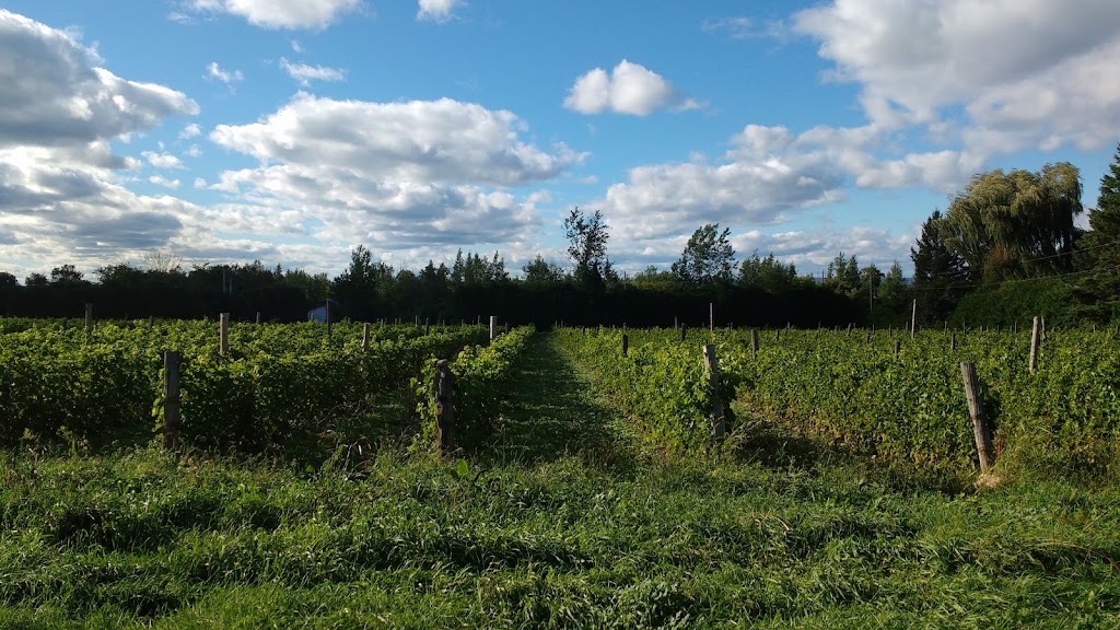 Négondos Vignoble Biologique | 7100 Rang St Vincent, Mirabel, QC J7N 3N1, Canada | Phone: (450) 258-2099