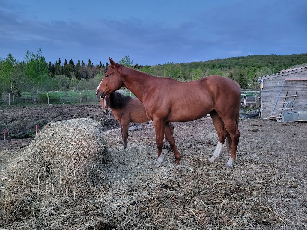 Dreamers Adventure Ranch | Chem. de Bélair, Québec, QC G3J 0A4, Canada | Phone: (819) 578-0592