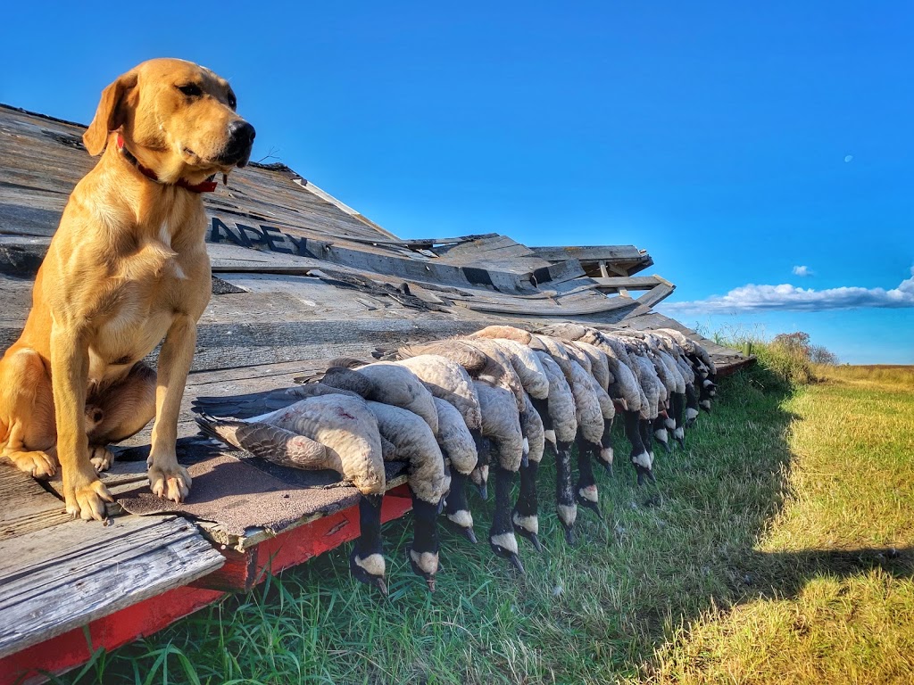 APEX Waterfowling | 2500 Roger Stevens Dr, North Gower, ON K0A 2T0, Canada | Phone: (613) 453-8224