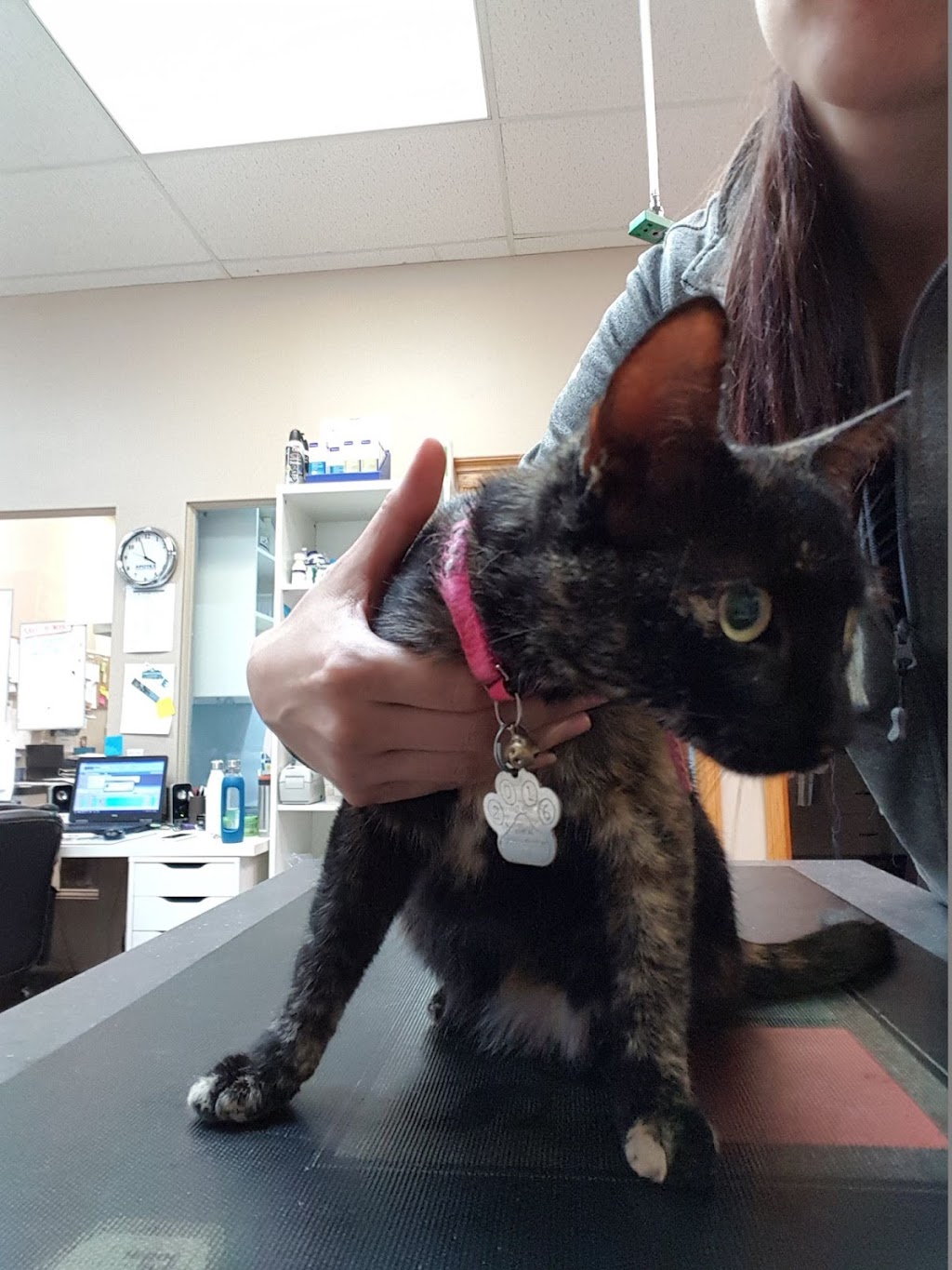 Elizabeth Street Pet Hospital | 74 Elizabeth St #2, Okotoks, AB T1S 1B5, Canada | Phone: (403) 982-8387