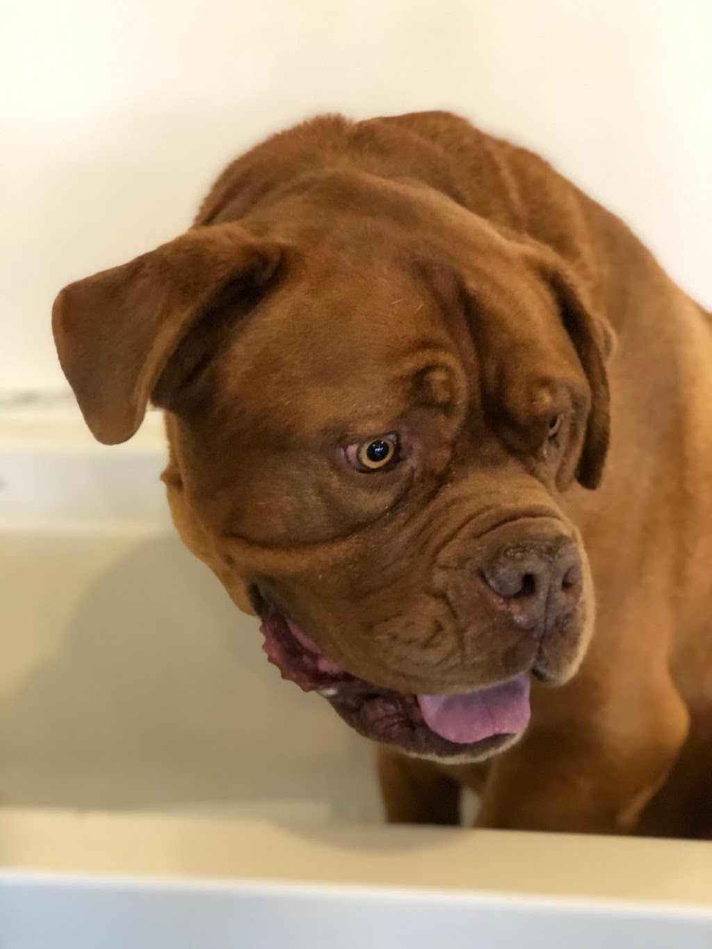 Toilettage ju-mel | 2123 QC-125, Sainte-Julienne, QC J0K 2T0, Canada | Phone: (514) 953-5324