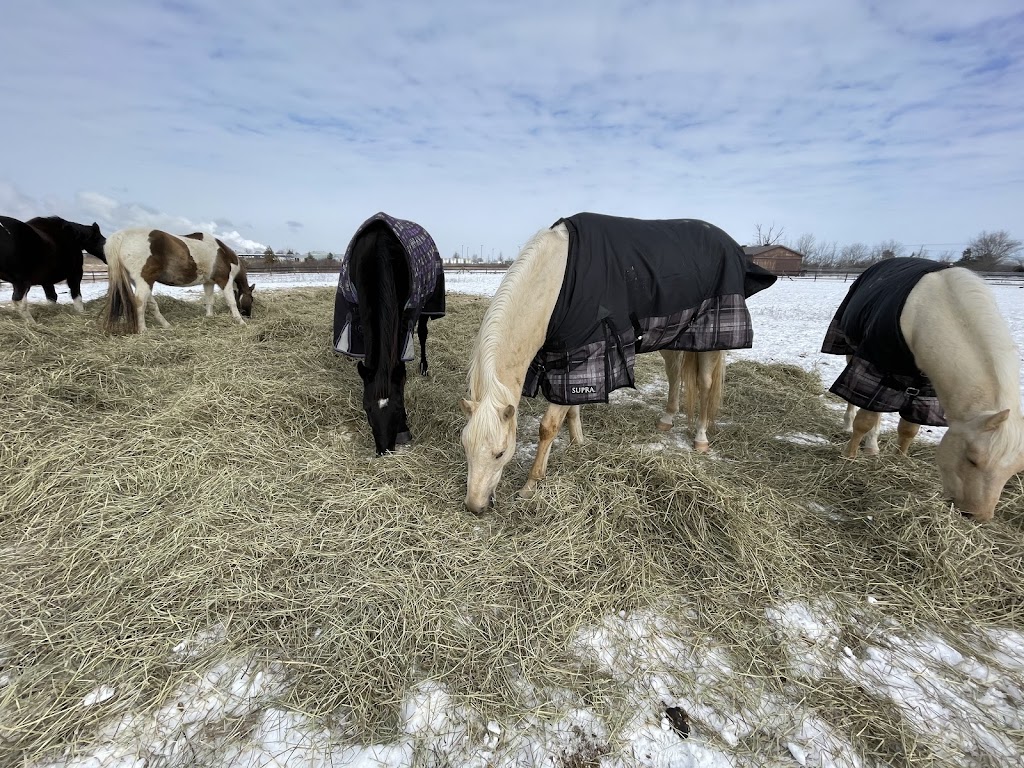 Flatt Ranch Boarding Facility | 2478 Smithville Rd, Smithville, ON L0R 2A0, Canada | Phone: (289) 209-8620