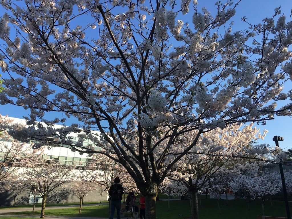 The Sakura Grove | 1265 Miitary Trail, Scarborough, ON M1C 1A4, Canada