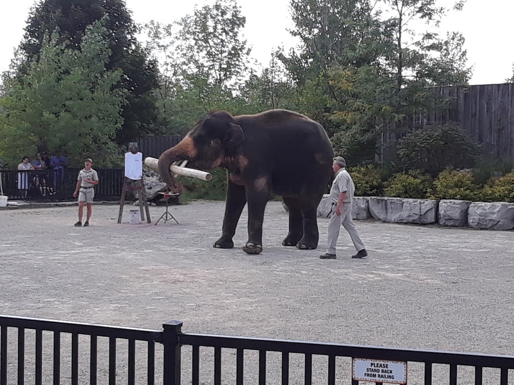 Elephant Swim | Flamborough, Hamilton, ON N1R 5S2, Canada