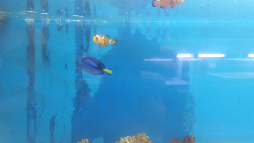Tropical Fish Room Ltd | 166 Grand River Ave, Brantford, ON N3T 4X6, Canada | Phone: (519) 756-6225