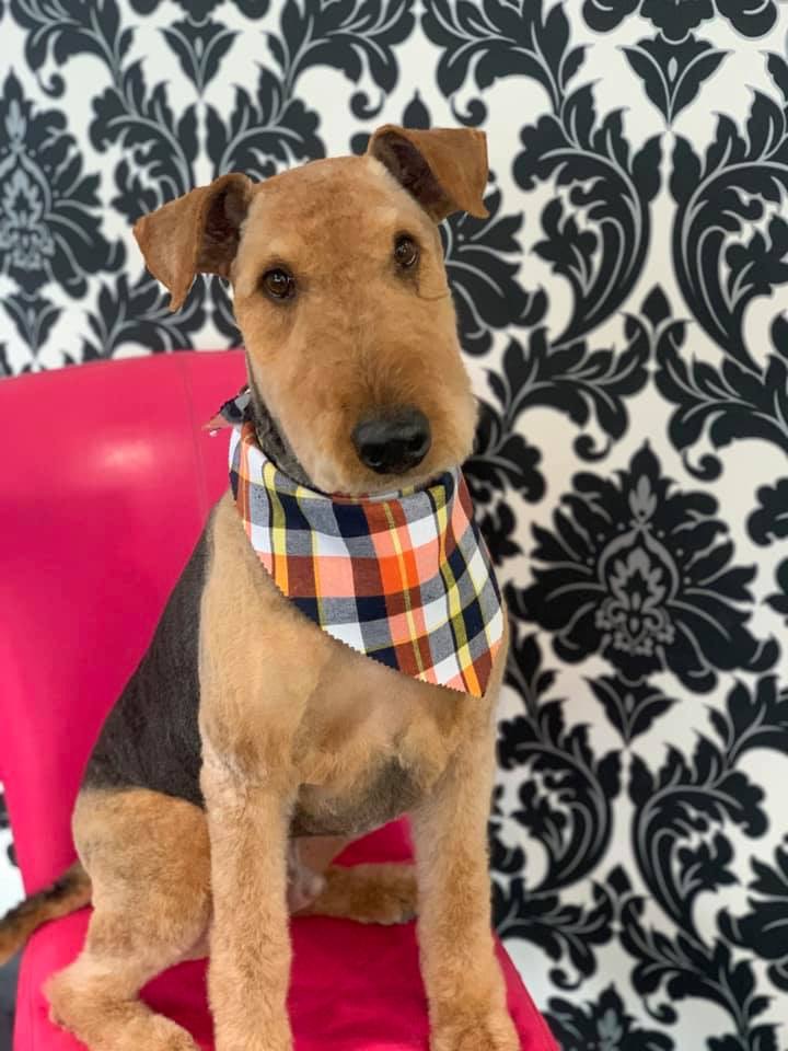 Fluff It Dog Grooming | 101 Darlington Ct, Sherwood Park, AB T8H 1N9, Canada | Phone: (587) 269-3583