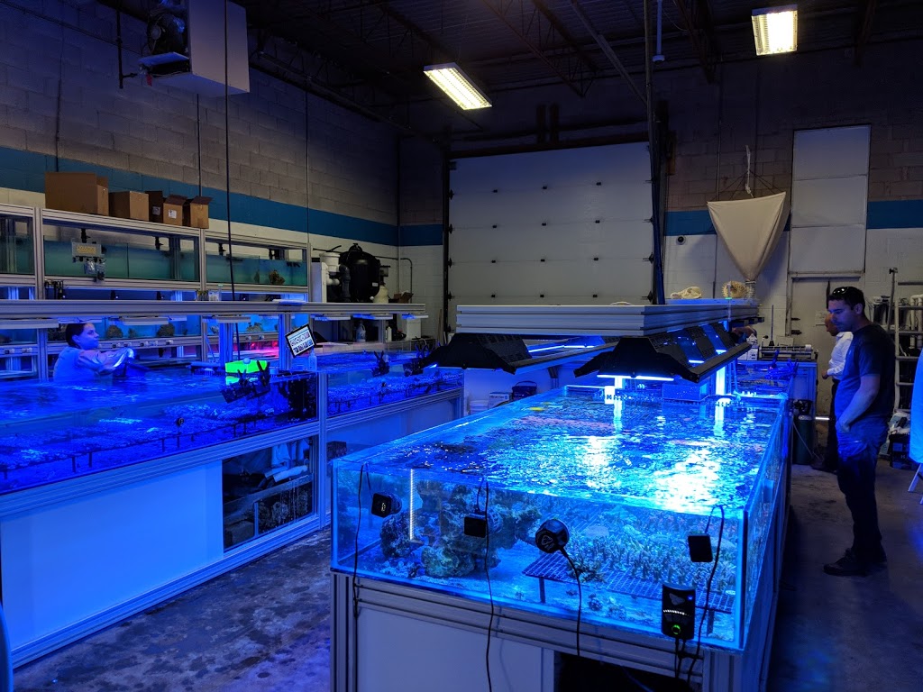Canada Corals Inc. | 931 Brunette Ave, Coquitlam, BC V3K 6T5, Canada | Phone: (236) 313-3474