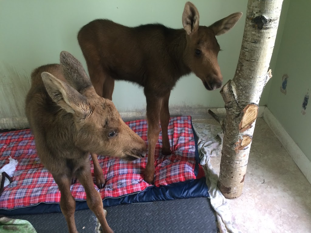 Walden Animal Hospital | 11 White Rd, Lively, ON P3Y 1C3, Canada | Phone: (705) 692-4446
