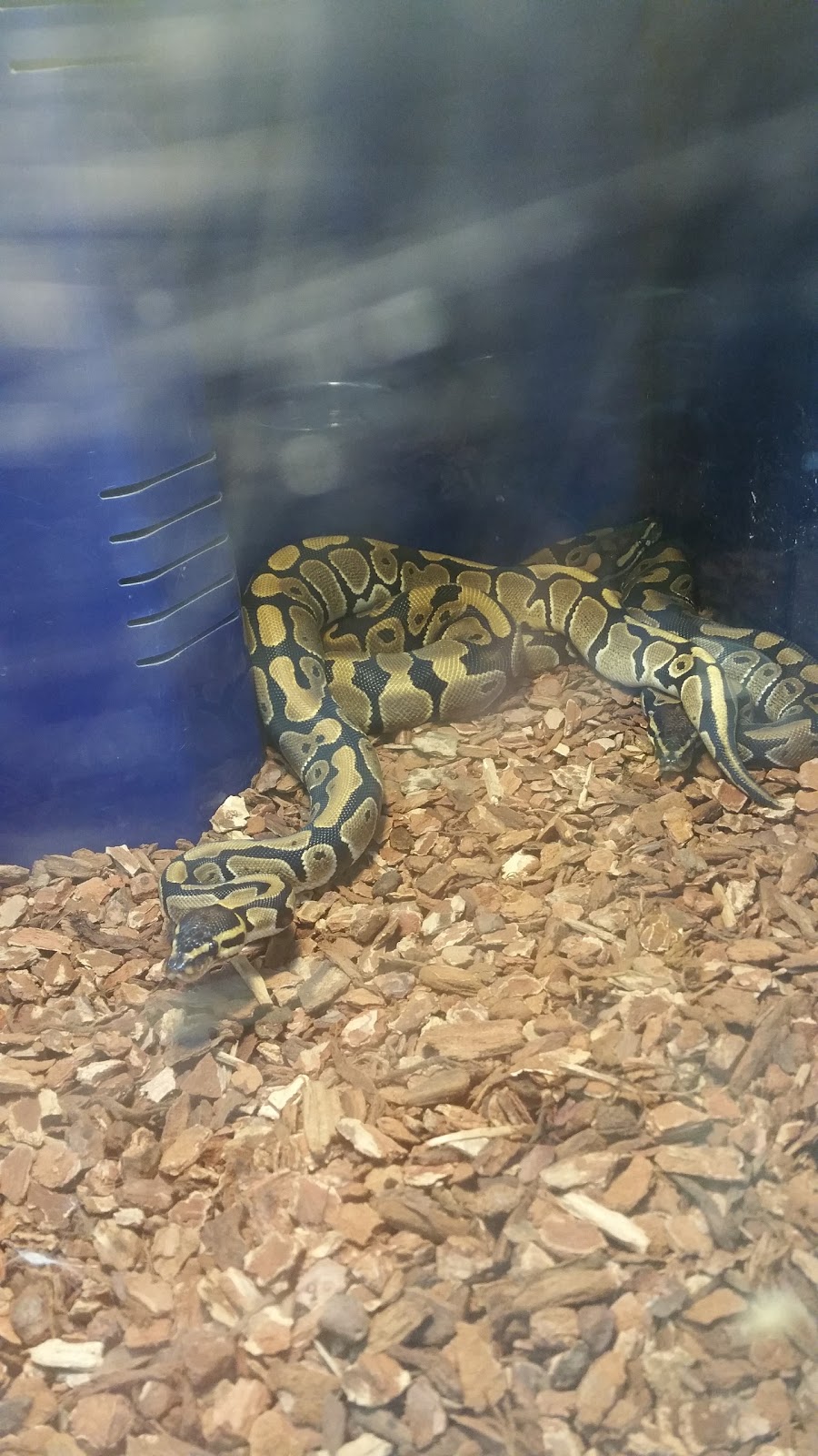 Central Pet Oshawa | 1100 Simcoe St N, Oshawa, ON L1G 4W6, Canada | Phone: (905) 240-7387