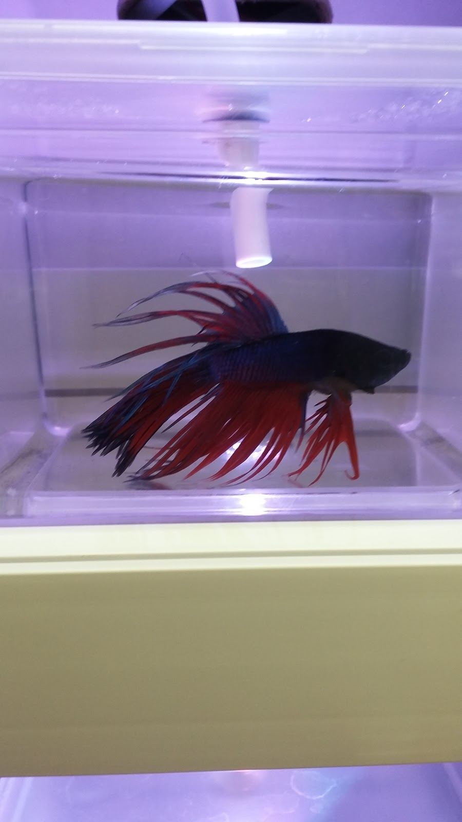 Pet Valu | 760 Hyde Park Rd, London, ON N6H 5W9, Canada | Phone: (519) 473-8183