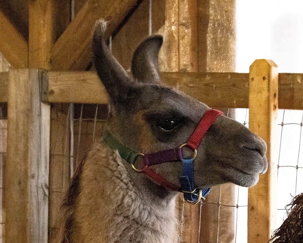 Serendipity Farm and Sanctuary - Alpacas & Llamas | 929 S Lavant Rd, Lanark, ON K0G 1K0, Canada | Phone: (613) 259-3304