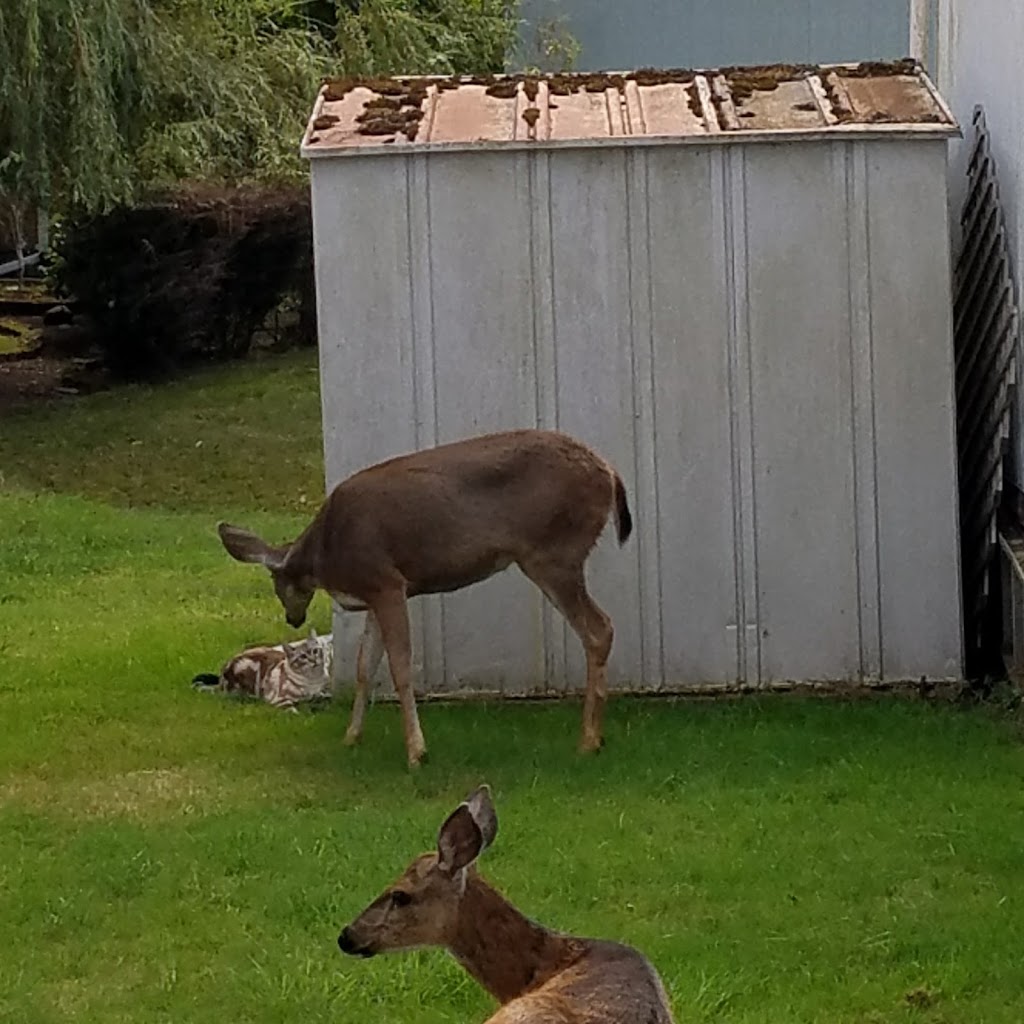 Mill Wheel Park | 4000 Flynn St, Bellingham, WA 98229, USA | Phone: (360) 676-8246