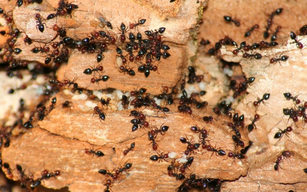 New Westminster | Ants ,Bed Bugs,Rat ,Cockroach,Mice Exterminator| Pestzap | 829 13th St, New Westminster, BC V3M 5Z7, Canada | Phone: (778) 875-4770