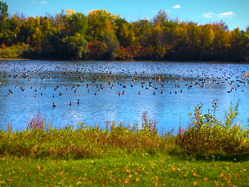 Park View Homes - Lakeland Meadows | 101 Cadieux Way, Greely, ON K4P 1M8, Canada | Phone: (613) 489-3838