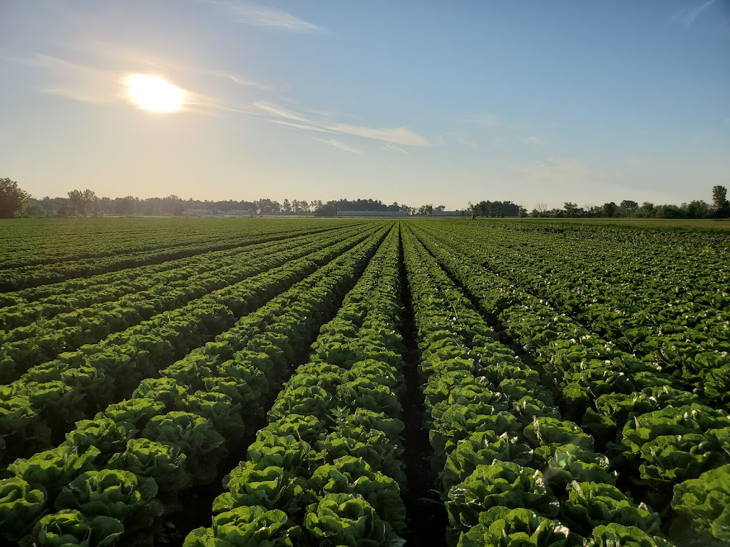 Ferme Hotte et Van Winden Inc | 316 Rang Saint-André, Napierville, QC J0L 1L0, Canada | Phone: (450) 245-3433