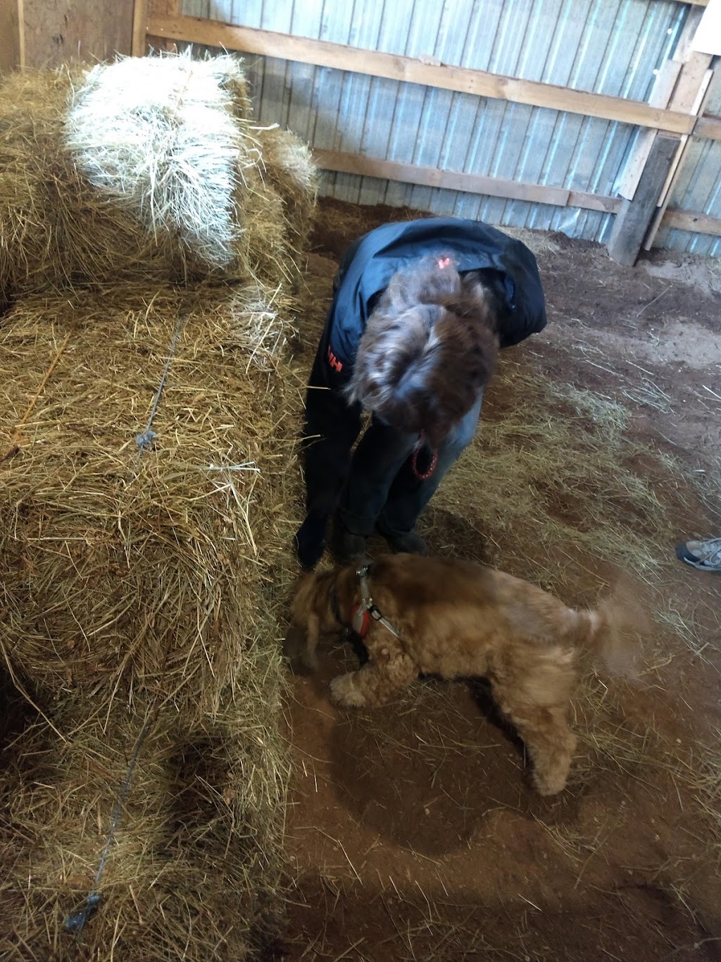 PJs Canine Club | 3420 NB-890, Hillgrove, NB E4Z 5W4, Canada | Phone: (506) 381-7548