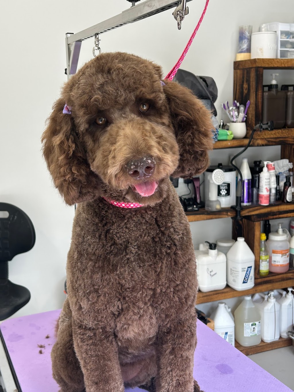 Toilettage gueule d’amour | 37 Rue Jeannine, Lanoraie, QC J0K 1E0, Canada | Phone: (438) 337-8948