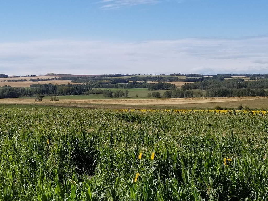 Eagle Creek Seed Potatoes | 34530 Range Rd 14, Bowden, AB T0M 0K0, Canada | Phone: (877) 224-3939