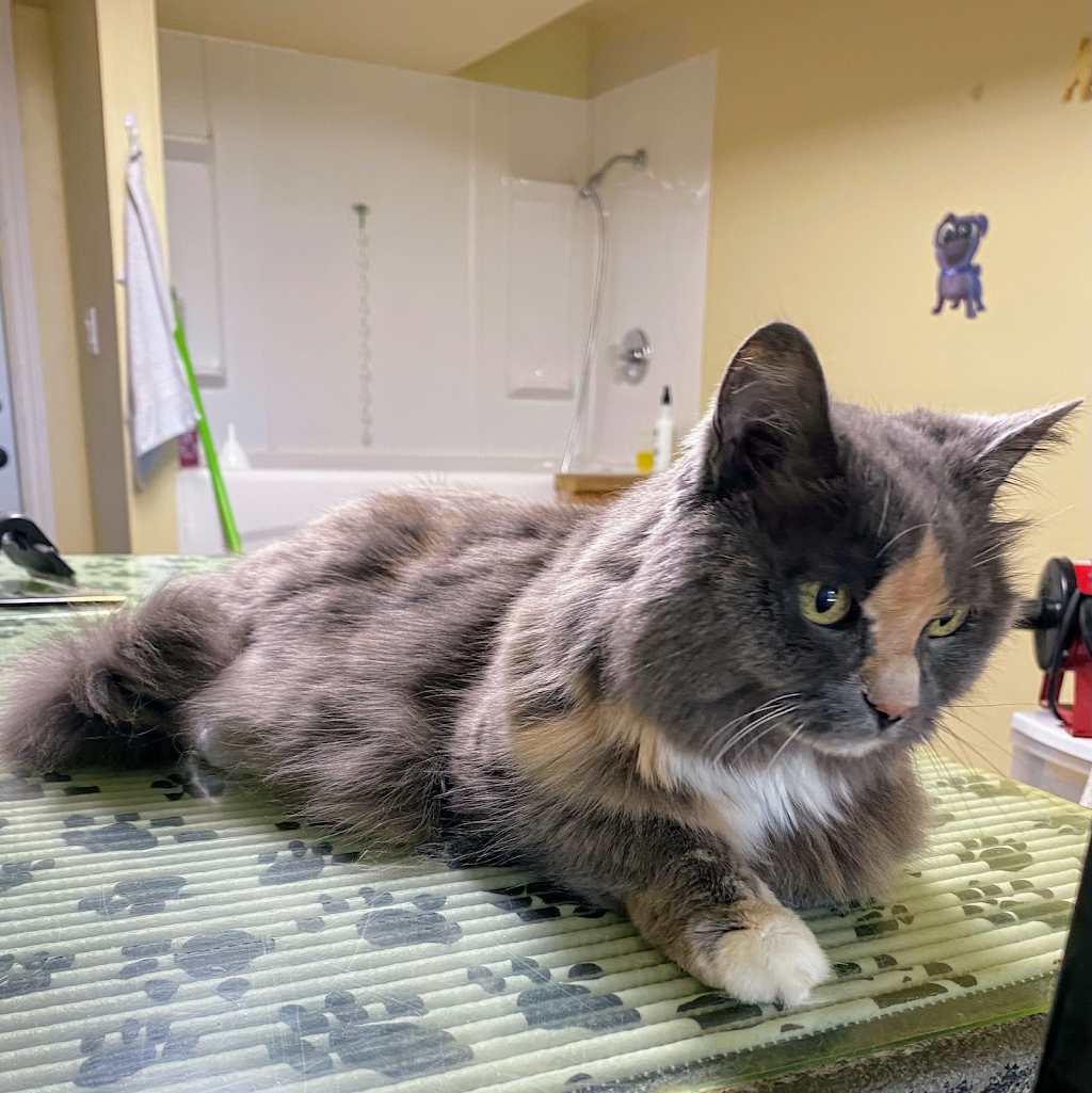 Paws Fur Effects Pet Grooming | 740 Tanner Dr, Kingston, ON K7M 9G7, Canada | Phone: (613) 885-9470
