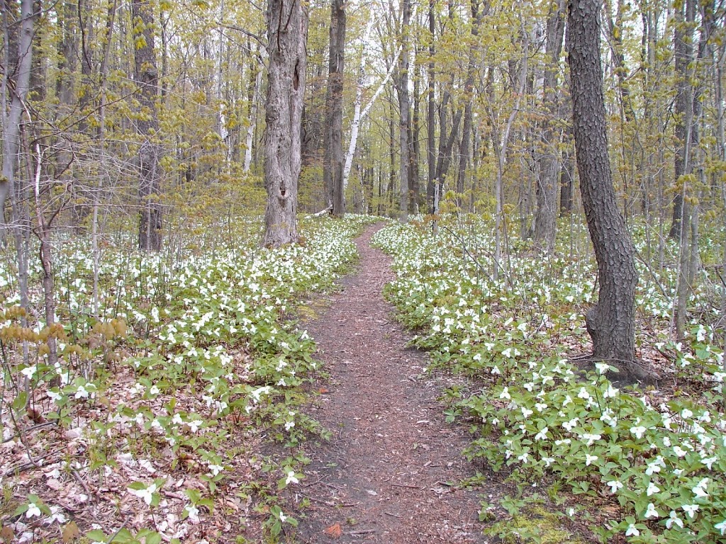 Central Lake Ontario Conservation | 100 Whiting Ave, Oshawa, ON L1H 3T3, Canada | Phone: (905) 579-0411