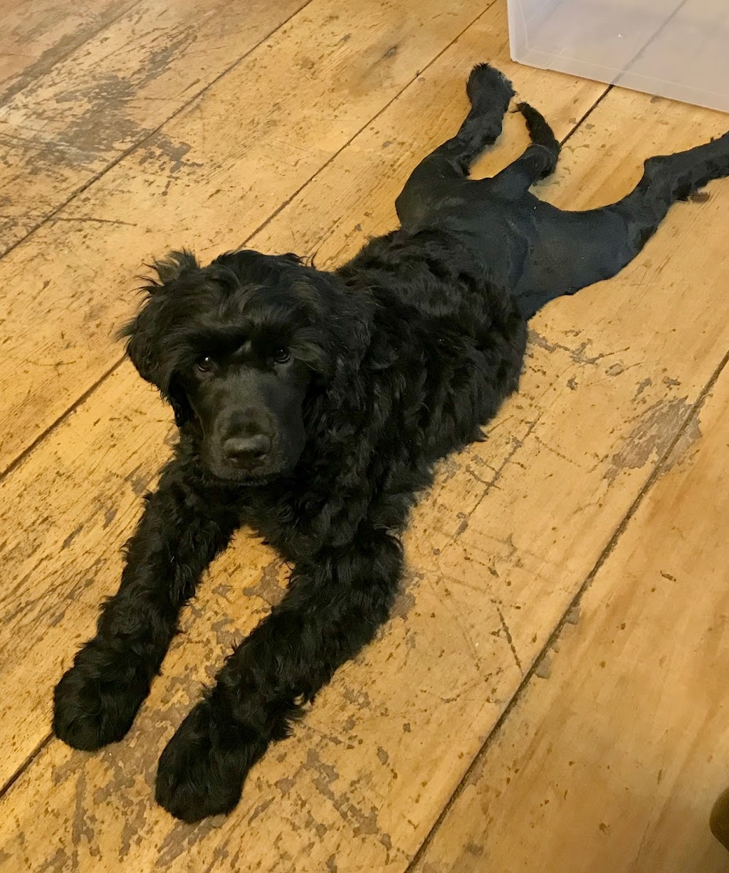 Claircreek Portuguese Water Dogs - Board and Train and other services | 7907 16 Line, Arthur, ON N0G 1A0, Canada | Phone: (519) 241-5353