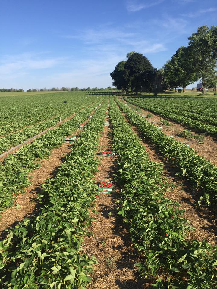 Walch Family Strawberries | 3557 Rd 119, Saint Pauls Station, ON N0K 1V0, Canada | Phone: (519) 272-1423