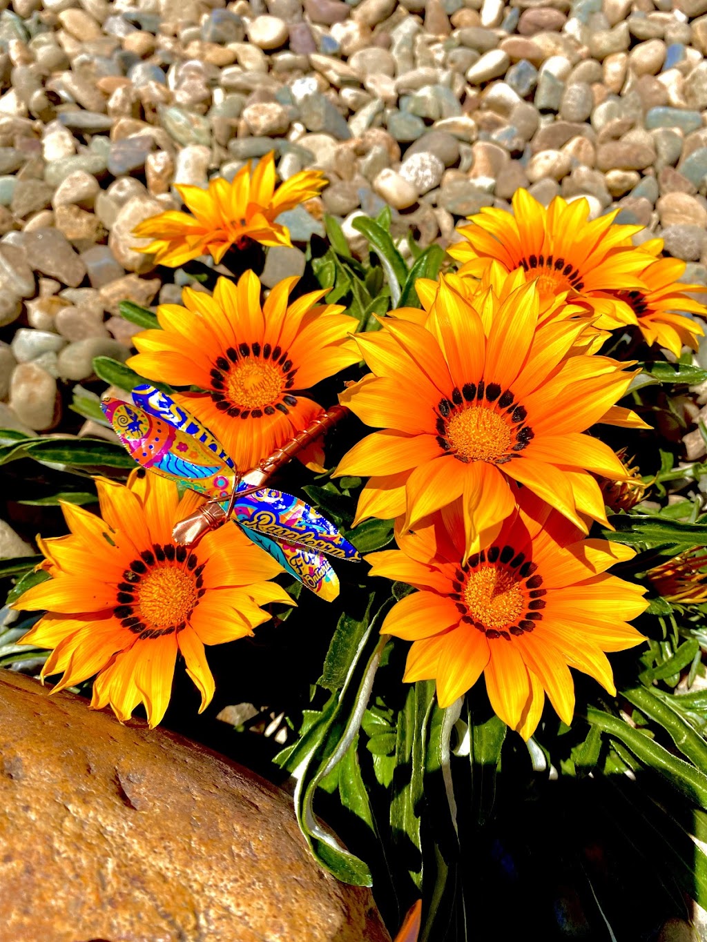Hazy DayZ Dragonflies | 4 Waterfall Ln Unit 1, Nepean, ON K2H 9M9, Canada | Phone: (613) 204-8448