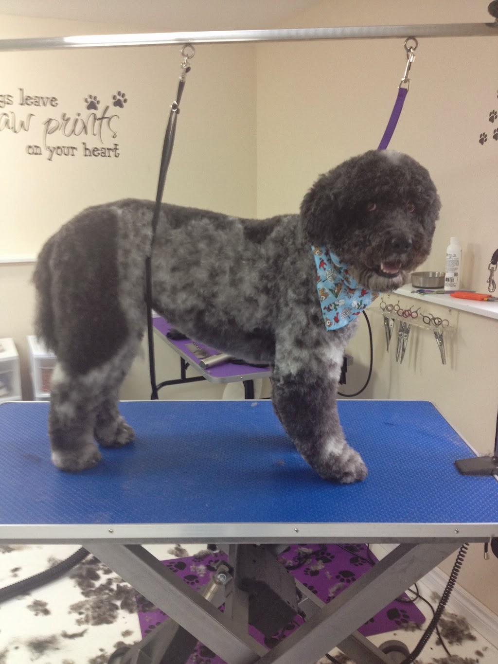 Four Muddy Paws Grooming | 1575 NS-325, Chelsea, NS B4V 7L6, Canada | Phone: (902) 685-3374